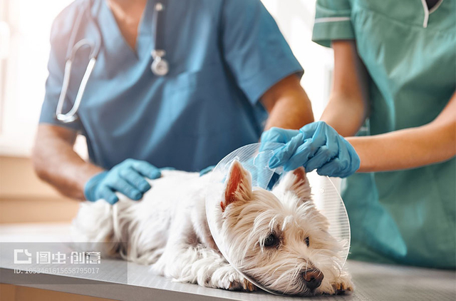 veterinario